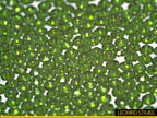 Jade Green : Classico Sew-On Rhinestone