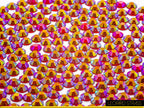 Red AB : Transparent Jellystone + Non-Hotfix