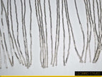Bead Fringe : Crystal
